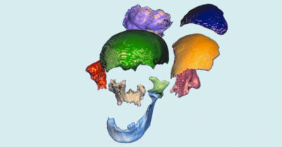 Reconstruction d&rsquo;un visage antique grâce à Freeform